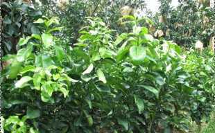 精選三紅蜜柚苗與紅心蜜柚苗，廠家直供，品質保障，歡迎批發洽談